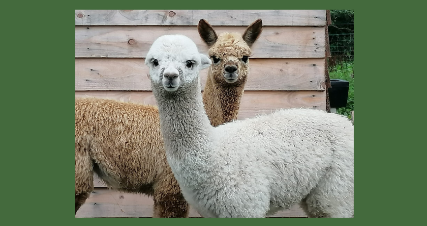 Eastwell Farm Alpacas in Carrowdore